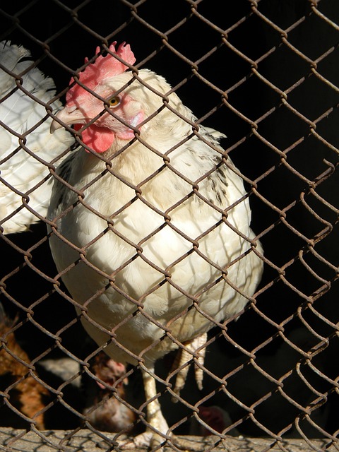 引进特劳雷 引进特劳雷