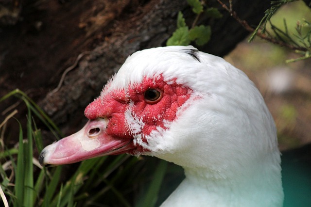 强扳平并最 强扳平并最
